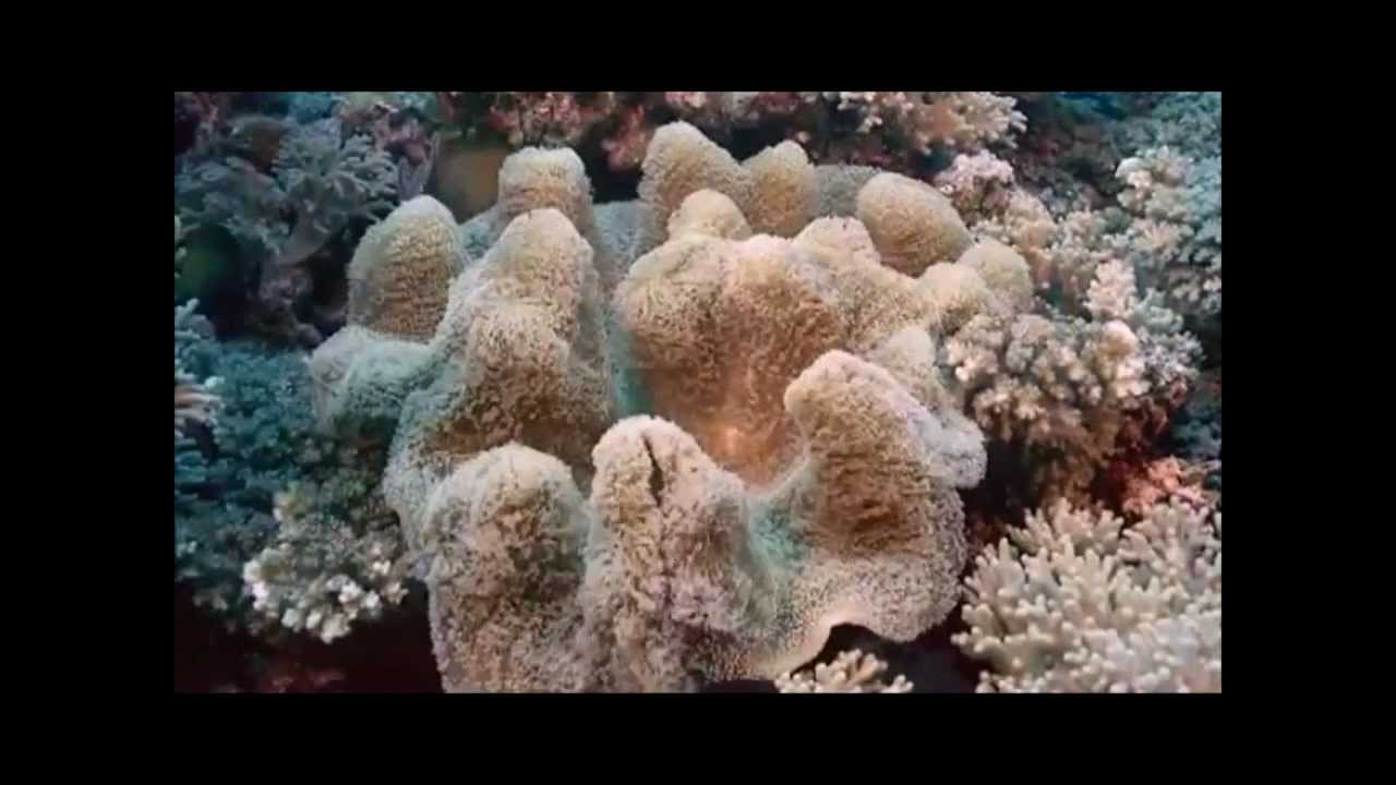 С мыслью о Планете Земля! Thinking about the Earth!