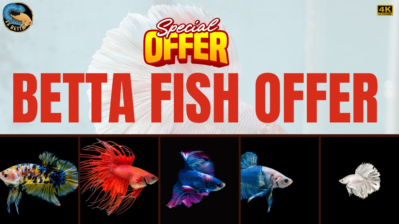 Special Betta Fish Offer | FS Betta Hub Jogeshwari East | Premium Bettas | FS Betta Official