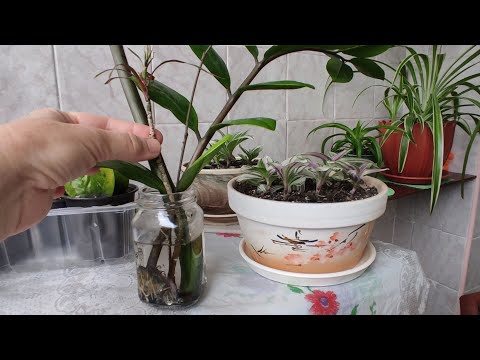 Videó: Hogyan Növekszik A Dracaena Határos