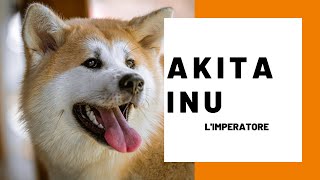 Akita inu: impariamo a conoscerlo|Affinitydog