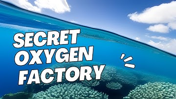 The Breath-Taking Secret the Ocean is Hiding From Us