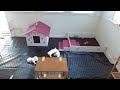 Westie Puppies Livestream - 31 day old puppies