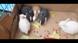 Funny & Cute Rabbit Video - Baby Rabbits enjoying their meal yumyum🥦🥗😇🐇🐰♥️@Bunnybliss2024