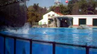 Zoo Lisboa baleia 01