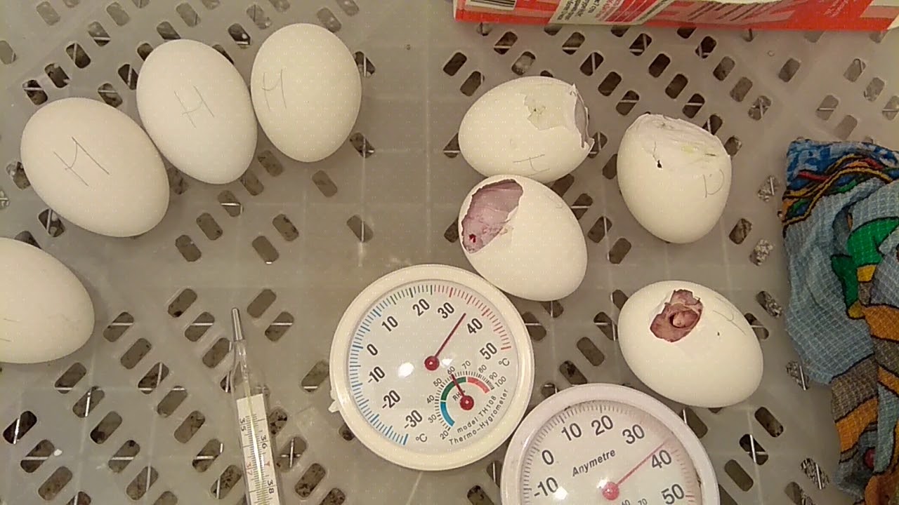 21 день инкубации. Инкубатор для яиц. 21 День инкубации куриных яиц. Куриные яйца в инкубаторе.