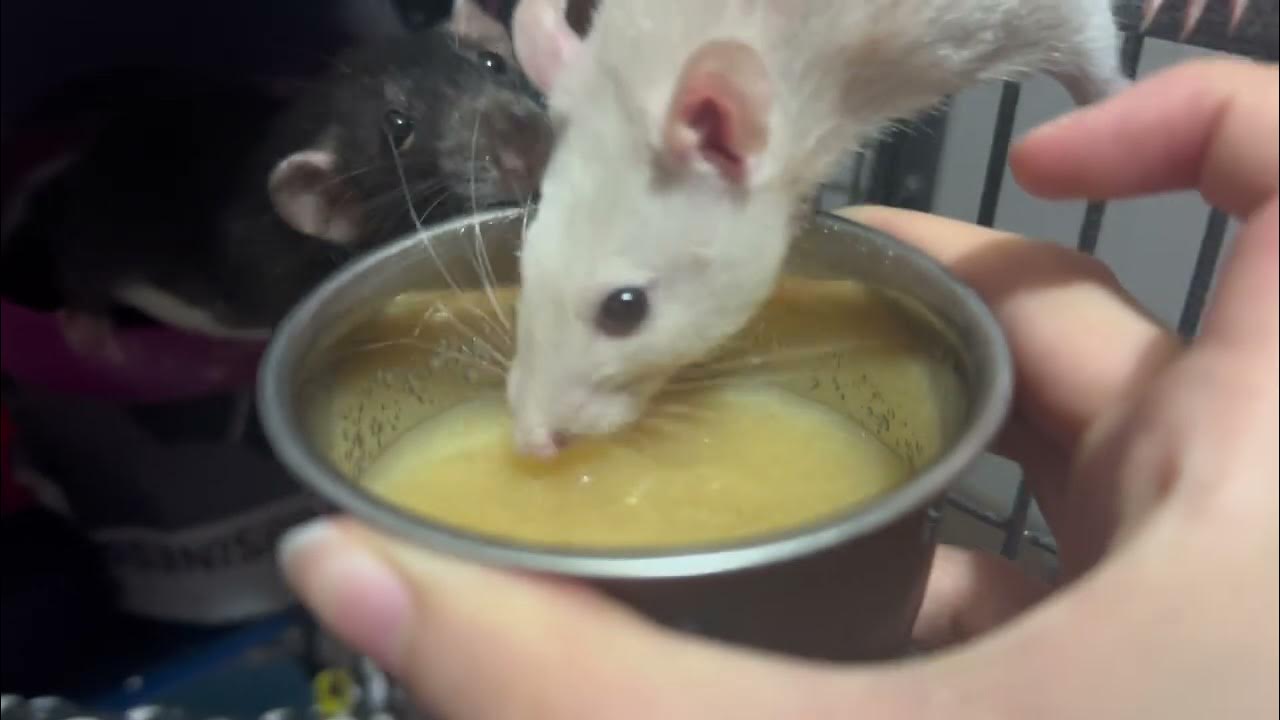 Rats vs applesauce 🍎 YouTube