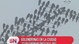 GOLONDRINAS EN LA CIUDAD, "ES UN FENÓMENO ÚNICO EN EL PAÍS"