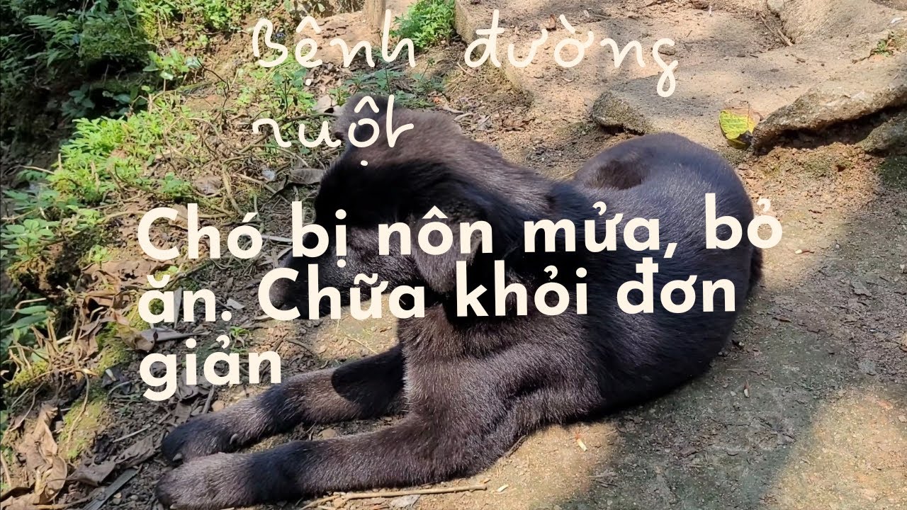 Cách chữa chó mới lớn bị nôn mửa bỏ ăn đơn giản chi... - youtube