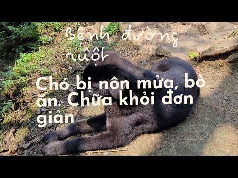 Video Cách chữa chó mới lớn bị nôn mửa bỏ ăn đơn giản chi... - youtube