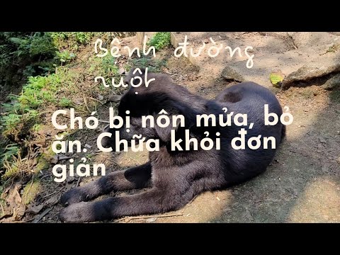 Video: Bouncing Kangaroo Cat Chỉ cần rời vào trái tim của chúng tôi