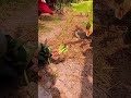 ดึงขึ้นมา #farming #fishing #food #tree #nature #garden