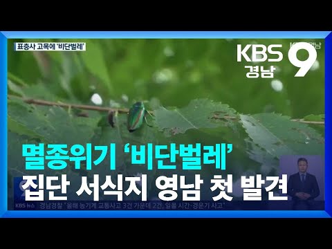 멸종위기 ‘비단벌레’ 집단 <strong>서식지</strong> 발견 / KBS  2023.10.13.