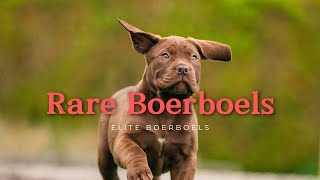 Chocolate Boerboel Pûppies  SUPER RARE by Elite Boerboels (Dog Breeding&Protection Training) 2,073 views 2 months ago 1 minute, 9 seconds
