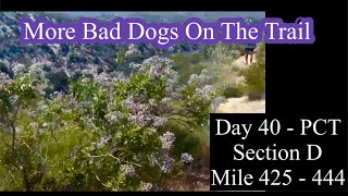 Day 40  PCT  More bad dogs on the trail