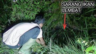 REJEKI!! mancing ikan lembat malam hari di bawah akar pohon sawit