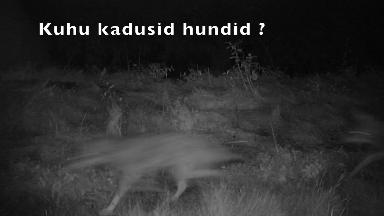 Eesti hundid / Wolves in Estonia 2020