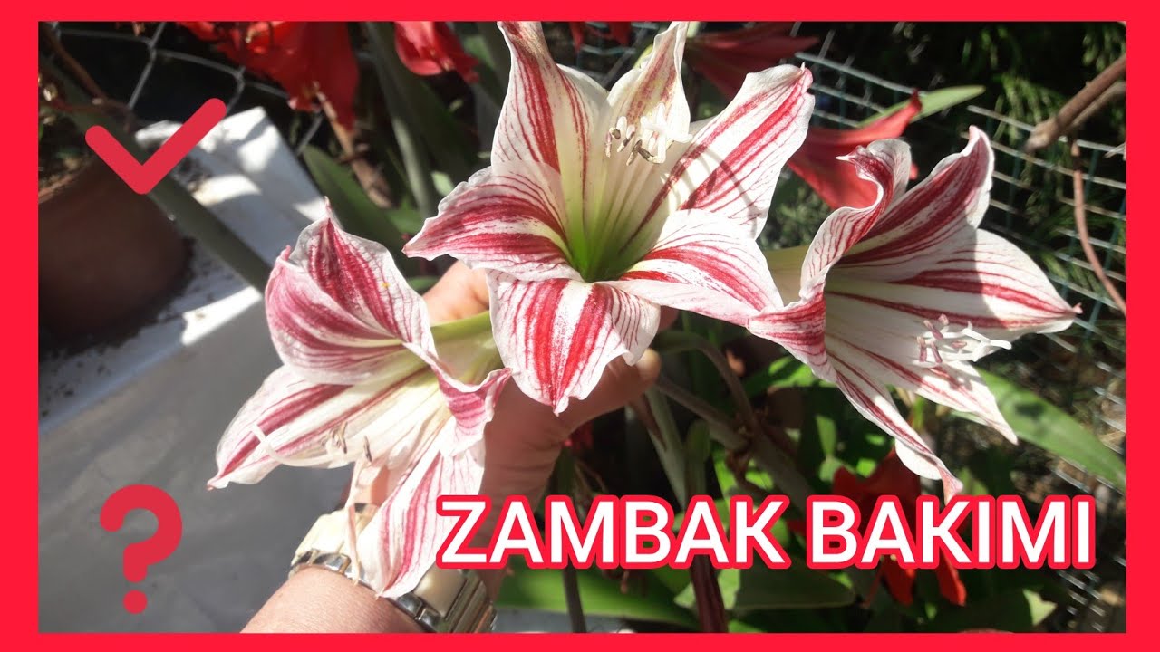 ZAMBAK (AMARTYLLİS) BAKIMI
