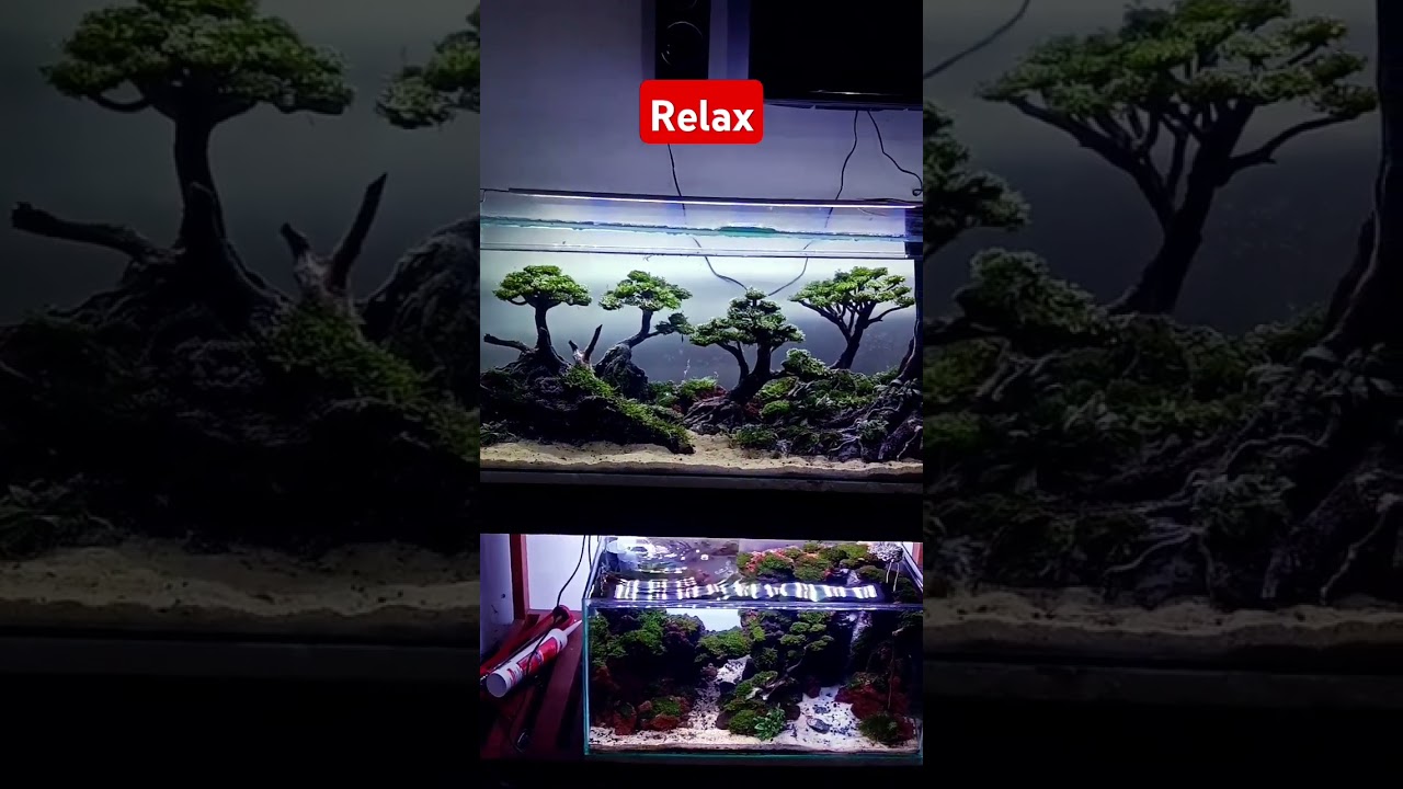 Simple Aquascape Design 