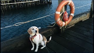 Dog-Sitting for 5 Nights in the Beautiful Town of Lunenburg | Becky the Beagle
Lots of footage of walking Becky through this beautiful historic town of Lunenburg, Nova Scotia, a UNESCO heritage site. Its like stepping back in time.
So who am I?
Just a mid-30s guy living in Atlantic Canada, trying my best to be an example of how easy and normal it is to be vegan. Hopefully I can inspire others to think of the animals and the planet in their daily decisions, and well if youre into fitness I also run a bit and share it here. So yeah, I guess thats it. I like food, cats, music, and being outside. My gf Jamie is pretty awesome too :)
https://www.youtube.com/user/JammyBeanable
Follow me here on Strava: https://www.strava.com/athletes/8995690
Other Socials:
Facebook: https://www.facebook.com/jonsconsciouslife
Twitter: https://twitter.com/JonConscious
Instagram: http://instagram.com/jonsconsciouslife
Music clips within the video provided by YouTube Creators, accessible from the YouTube Music Library, or directly from iMovie. All clips used with permission.
Copyright disclaimer: All featured material is for educational use. As stated in Section 107 of the copyright act of 1976, allowance is made for fair use. Dog-Sitting for 5 Nights in the Beautiful Town of Lunenburg | Becky the Beagle