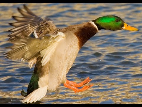 Duck Sounds - Curious ducks talking