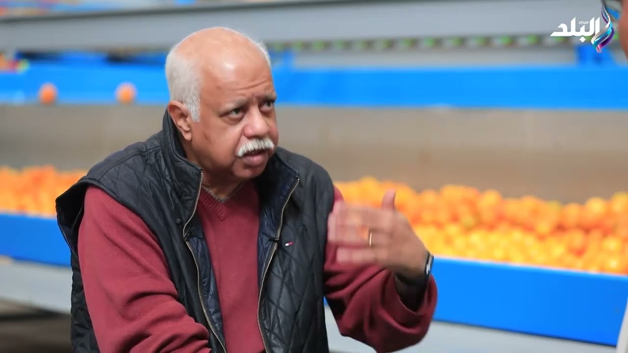 البلدى ولا السكرى.. تعرف على أكثر أنواع البرتقال المصري المطلوب لـ التصدير