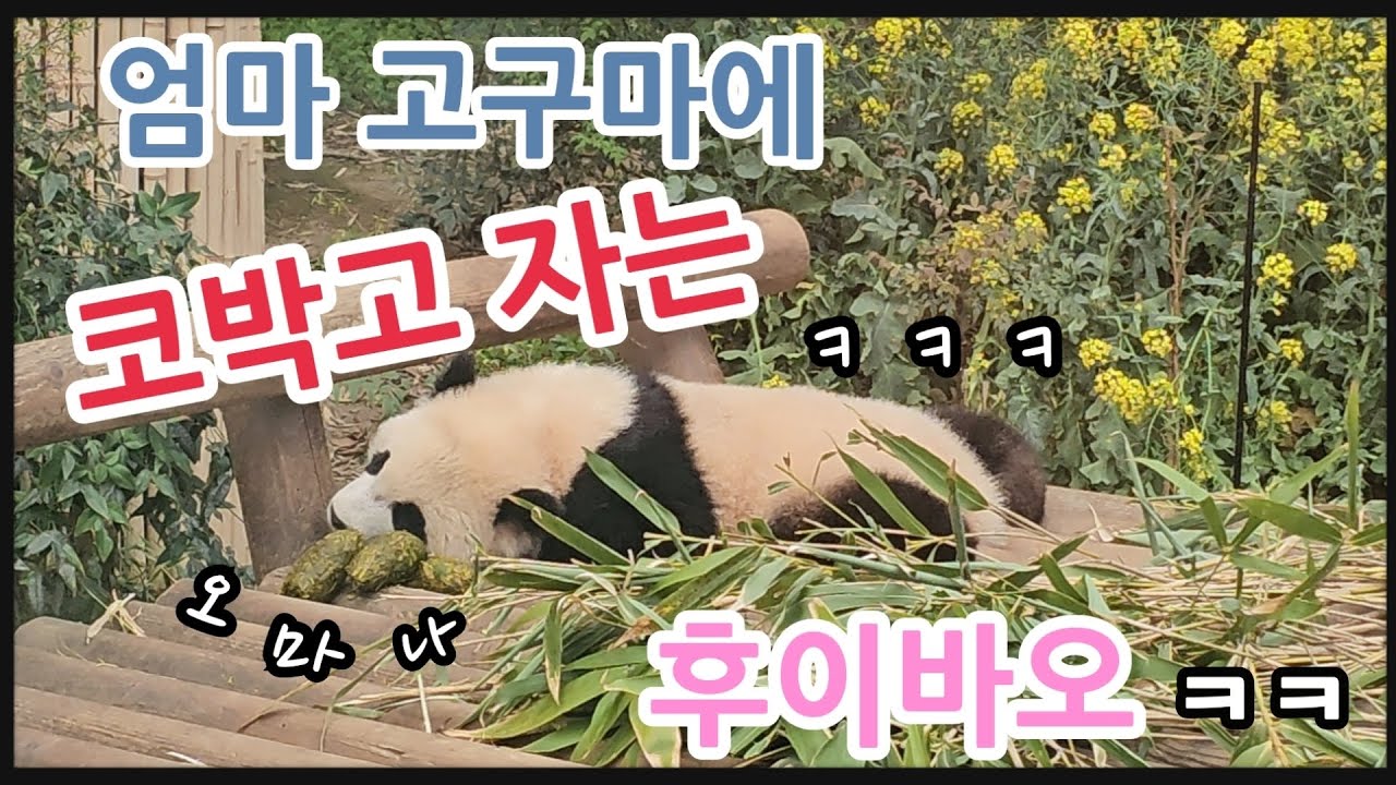 2024.03.24.일. 산책나간다고 문앞에서 기다리는 애보씨 | 후매미가 되었는데 못올라가서 삐진 휘보씨 | 난 나만의 세계가 있다! 예보씨 | 유쾌한 낙보씨 ㅋ