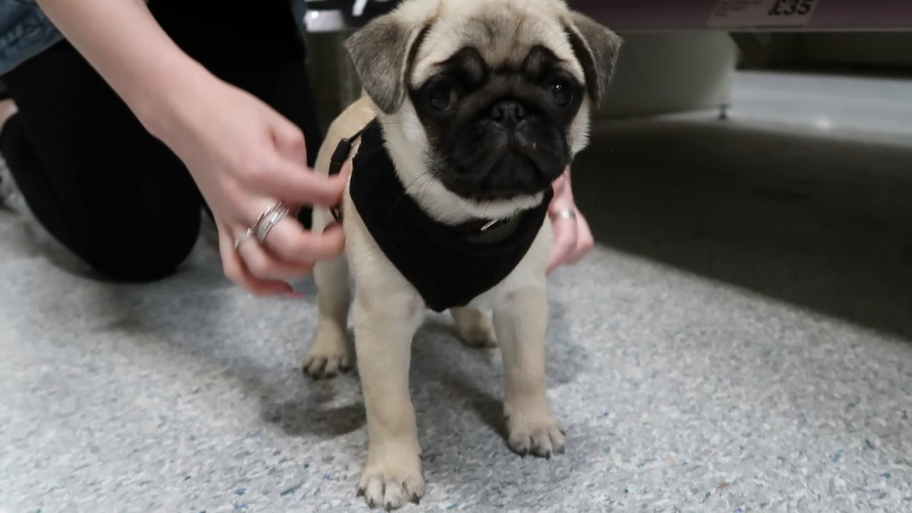 Pug puppy gets his first harness - YouTube