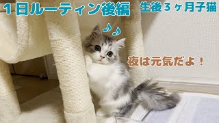 生後ヶ月子猫の日はこんな感じです日ルーティン後編【生後ヶ月】【短足ミヌエット】