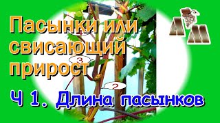 картинка: 🍇 Длинные пасынки или свисающий прирост винограда? Часть 1 - Оптимальная длина пасынков