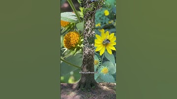 How to look at a plant