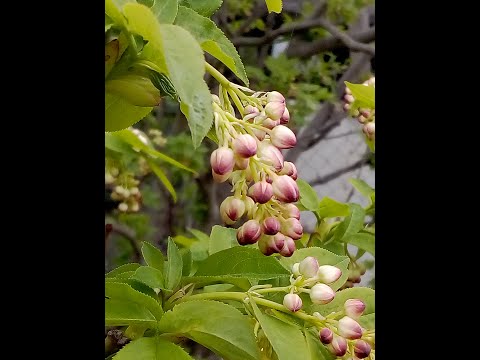 ექვსი ათასი ნაბიჯი -  გასეირნება  აგარის ცენტრში და რა თქმა უნდა საუბარი