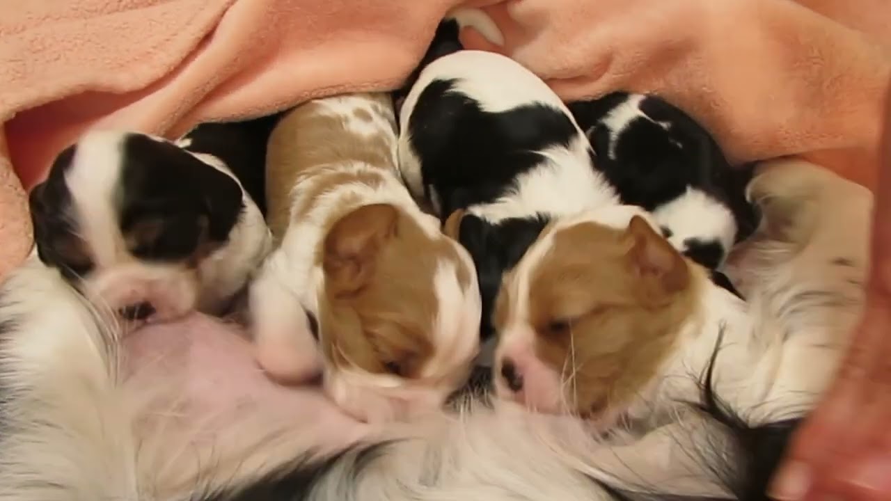 キャバリアLemongrass　1月28日生まれ、15日目みんなおめめがあいたよ