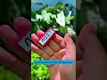 Magnetic Aquarium Glass Cleaner | Easy Algae Removal #aquarium #tools