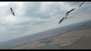 Pelicans stop to look at drone while migrating over Kansas
