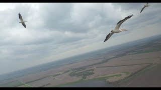 Pelicans Stop To Look At Drone While Migrating Over Kansas