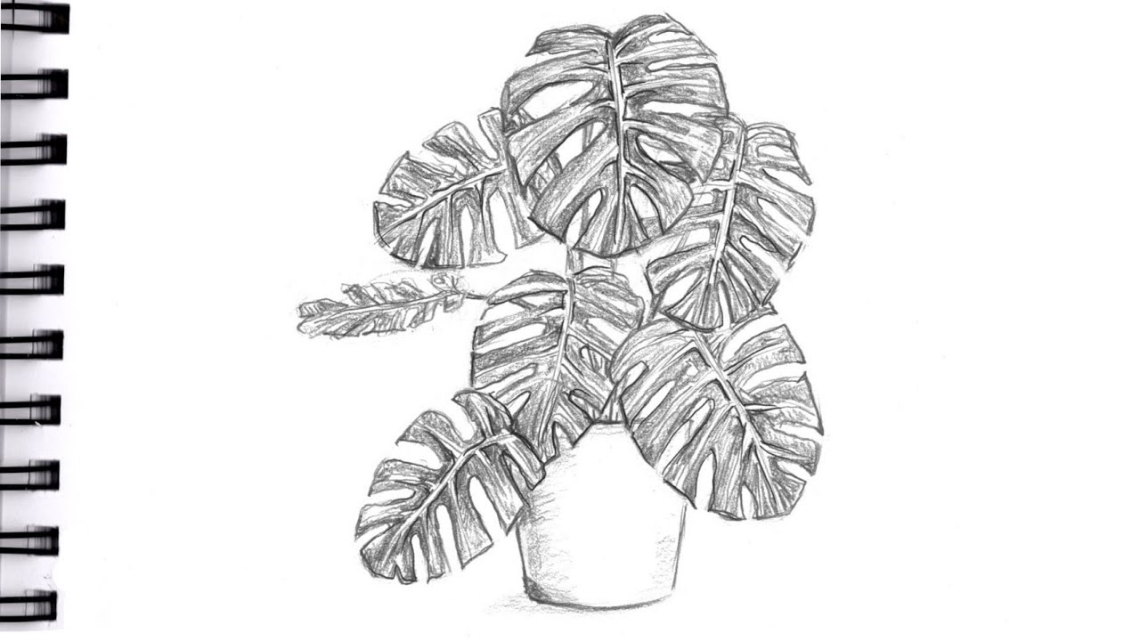 Plant Drawing Study on Behance