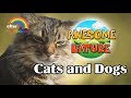 TV for Cat and DOG | Learning Nature Videos | Beautiful Relaxing Nature &amp; Sound