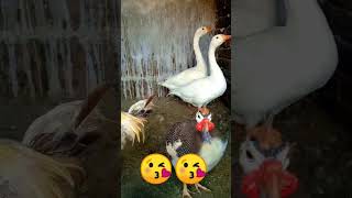 GOOSES,GUINEAFOWL, MURGA cute viral shorts youtubeshorts