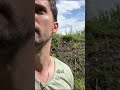 Betrüger Schmetterlinge #shorts