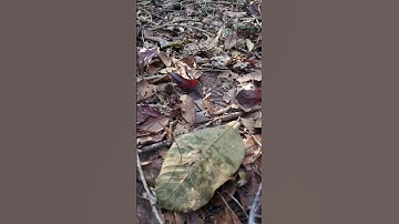 hunting jungle fowl. dib qaib qus 2024 #2