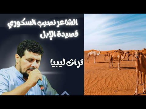 قصيدة الإبل ليش الشاعر الليبي نصيب السكوري شعر شعبي ليبي هز الوطن العربي 