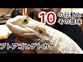 【解説】フトアゴヒゲトカゲの10個の行動とその意味とは？