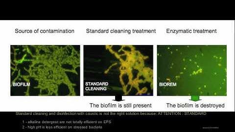 Destruction of Biofilm  - Realzyme: Enzymes for Life!