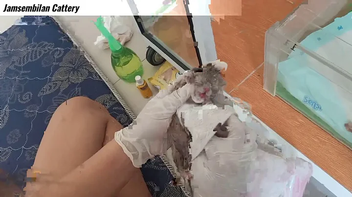 Video 760321: kucing british shorthair, britishshorthair kucing, cattery britishshorthair