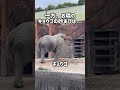 ゾウさんの砂あび#東武動物公園 #癒し #動物 #動物園 #アフリカゾウ