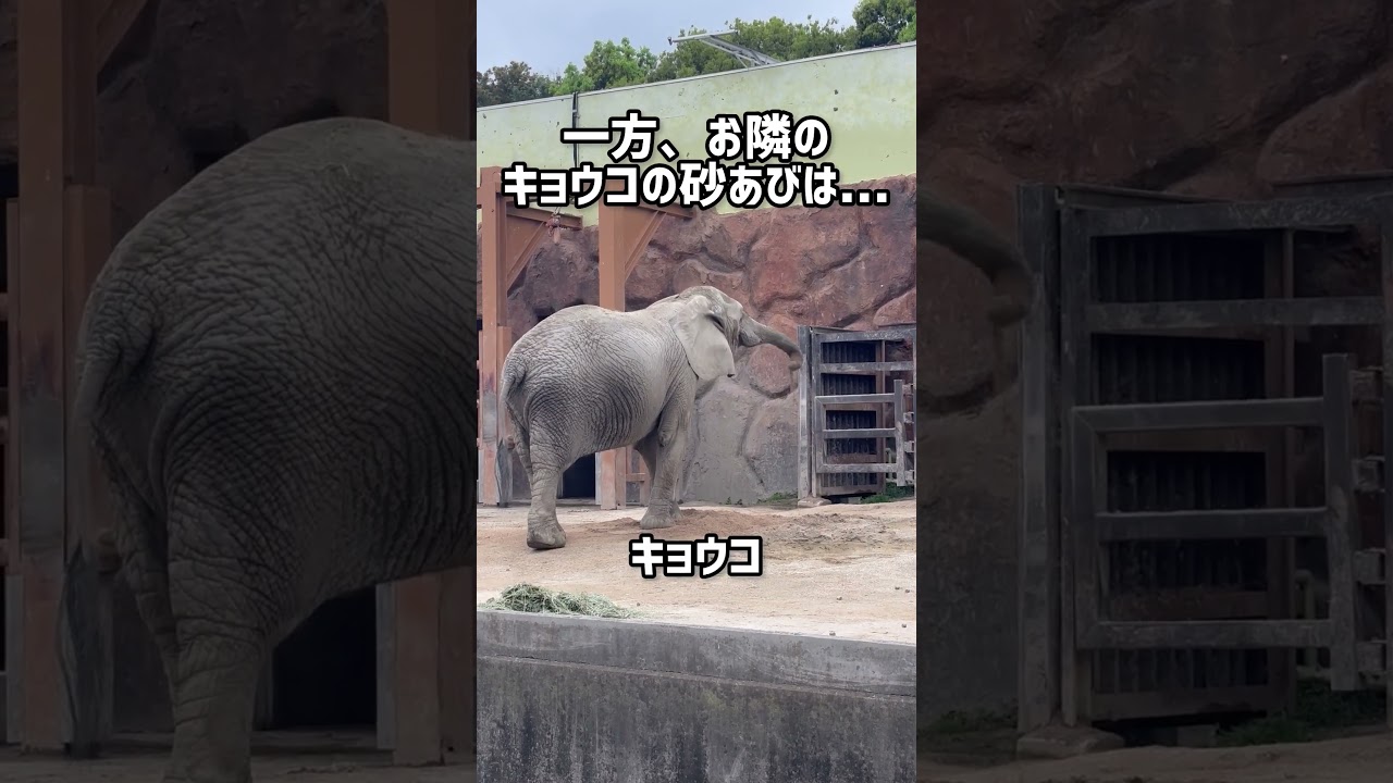 ゾウさんの砂あび#東武動物公園 #癒し #動物 #動物園 #アフリカゾウ