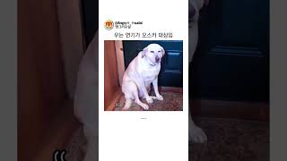 세상 서럽게 우는(척하는) 강아지ㅋㅋㅋ