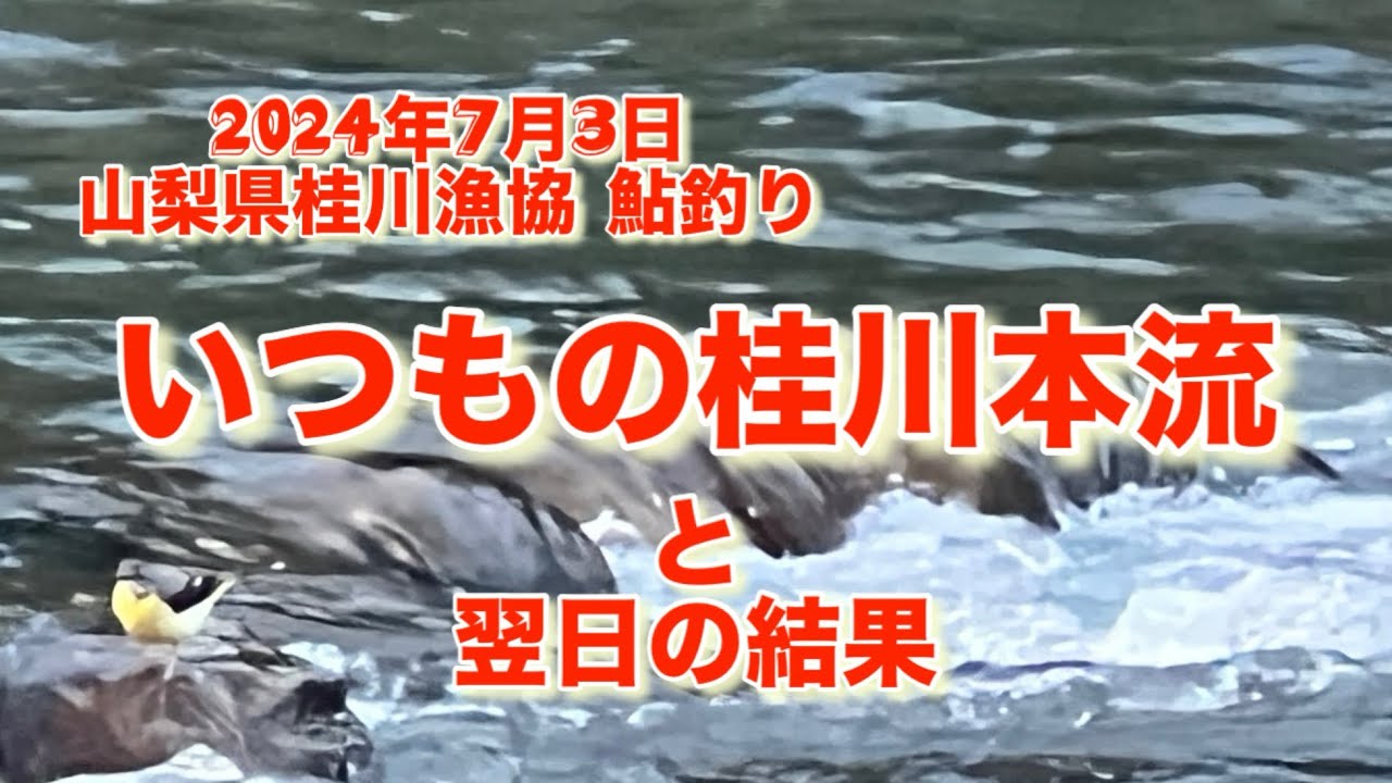 山梨県桂川漁協 桂川本流 鮎釣り 2024年7月3日 いつもの如く おそ〜いスタートでバラしまくりの逃しまくり😂。 車中泊までして頑張った4日の日は結果だけになります😅