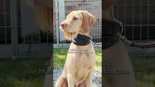 Das perfekte breite Halsband für Hunde 😍🐕