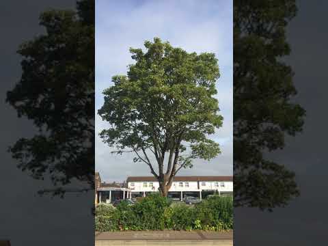 Video: Løvtrær. Platantrær av arten Platanus orientalis